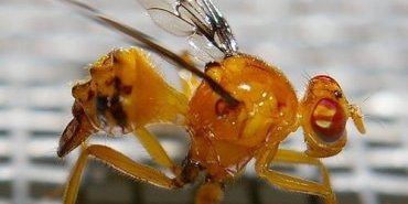 Coilometopia trimaculata