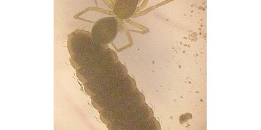 Araignée et larve d'insecte