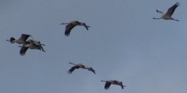 grues cendrees 4