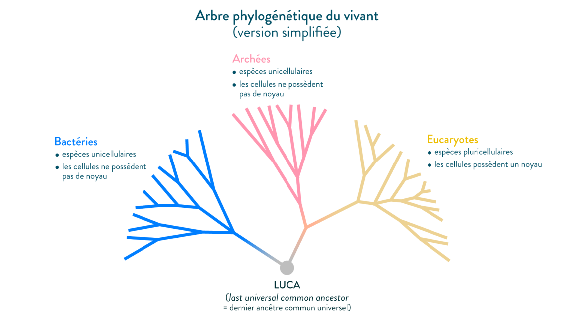 arbre de vie et LUCA notre ancêtre à tous